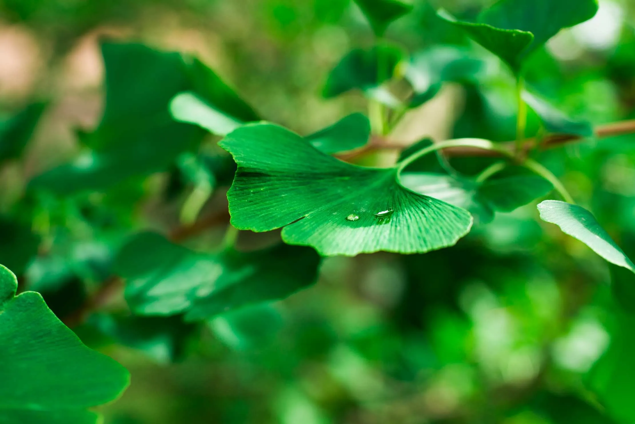 Bright green Ginkgo Biloba leaves with their characteristic fan shape, photographed against natural foliage