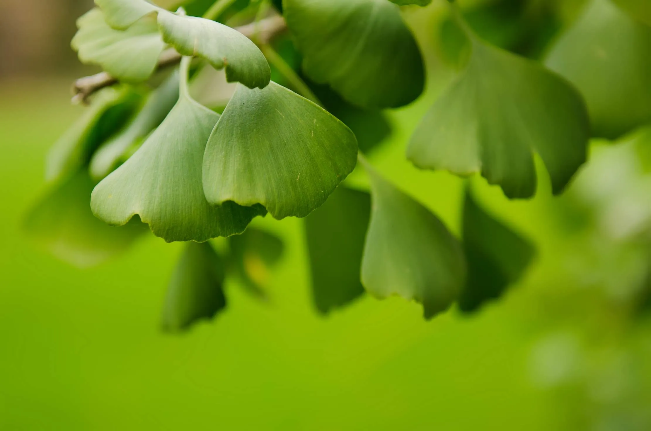 Fresh Ginkgo biloba leaves on a wooden surface — a traditional herbal remedy used for memory and circulation support