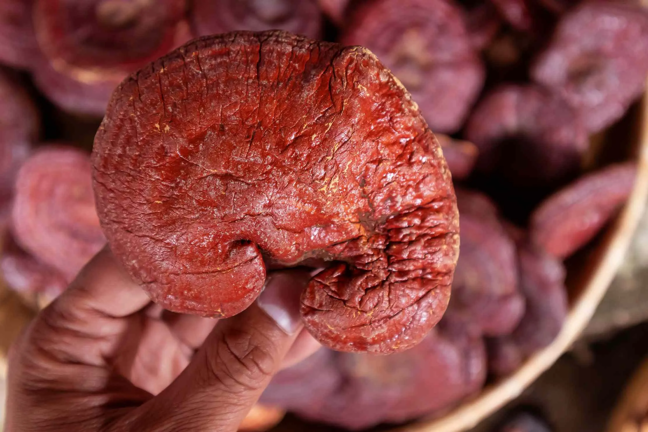 Sliced and dried Lingzhi (Ganoderma lucidum) mushroom — the form used to prepare traditional decoctions and modern extracts