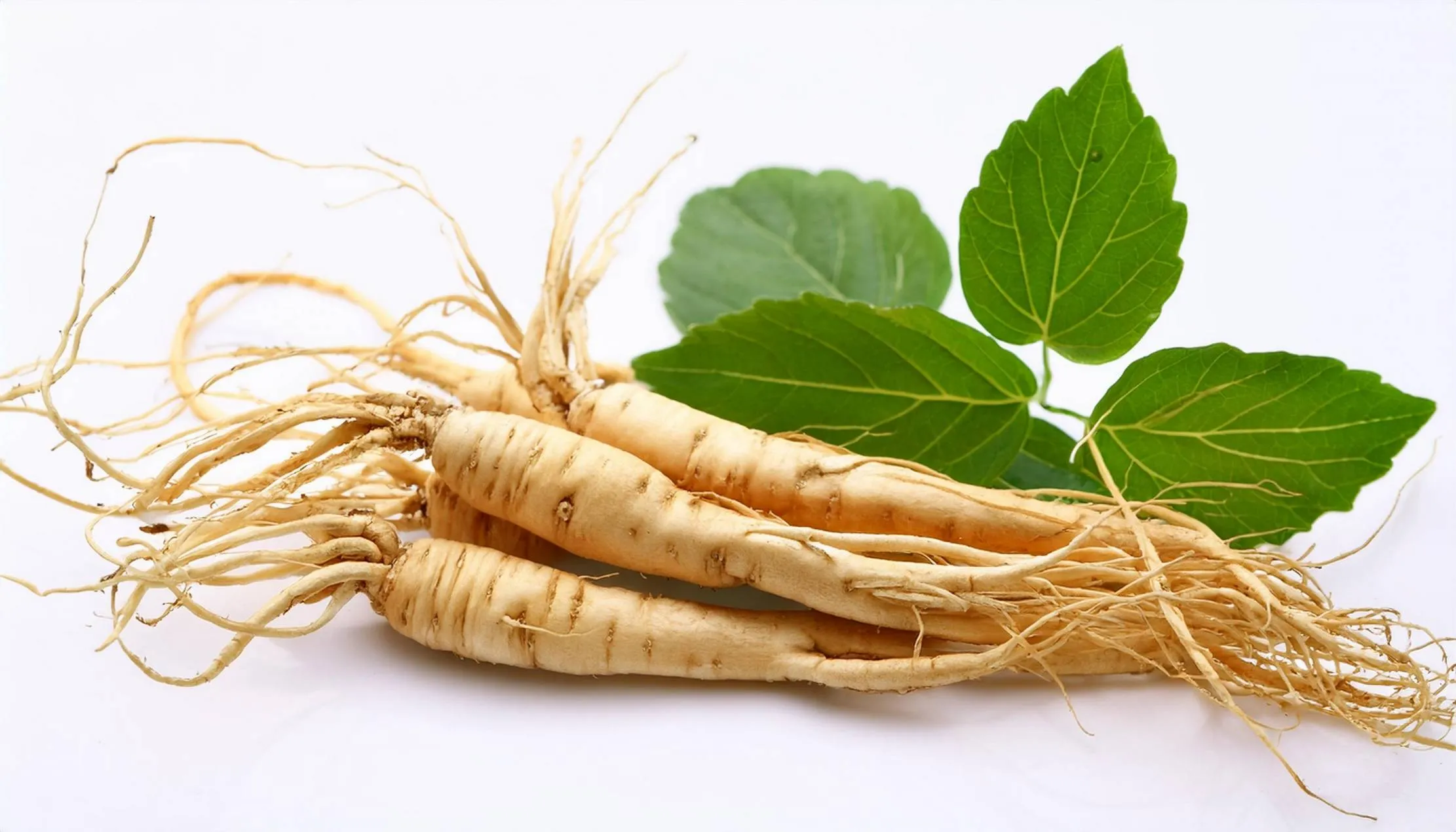 Fresh Panax ginseng roots with vibrant green leaves — a classic adaptogenic herb prized for energy and vitality