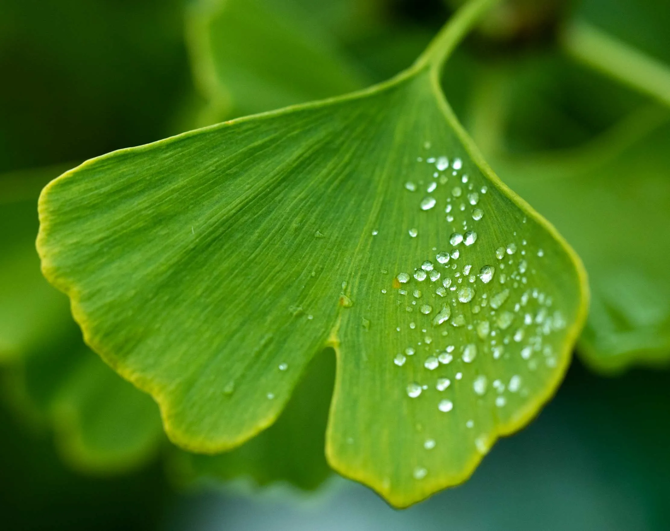 A close-up of bright green Ginkgo Biloba leaves with morning light filtering through