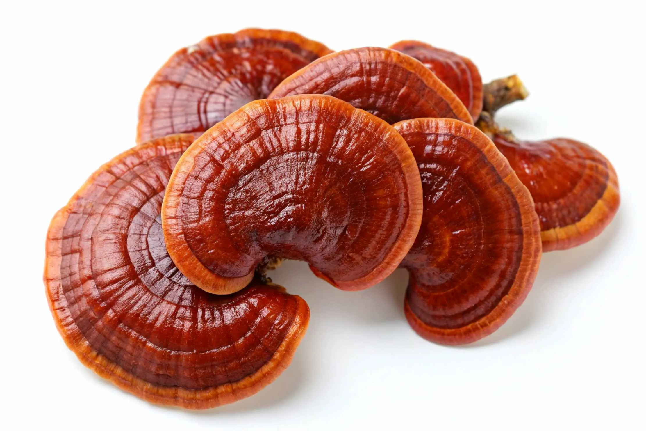 Whole dried Lingzhi (Ganoderma lucidum) mushrooms — the legendary "mushroom of immortality" of traditional Chinese medicine